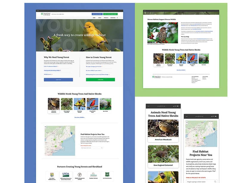 Young Forest & Shrubland Website Redesign