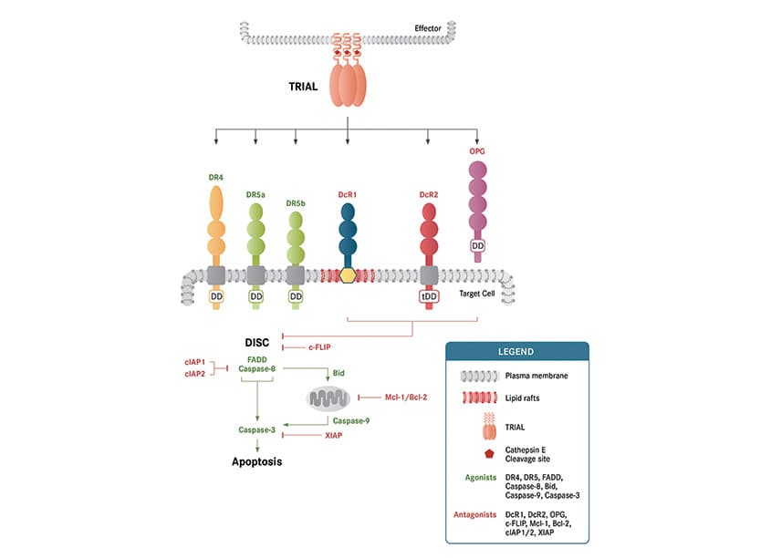 Pathways Infographic, February 2020