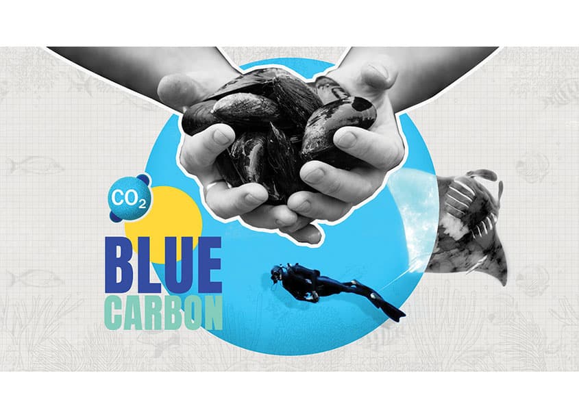 EDF EXPLAINS: What is Blue Carbon?