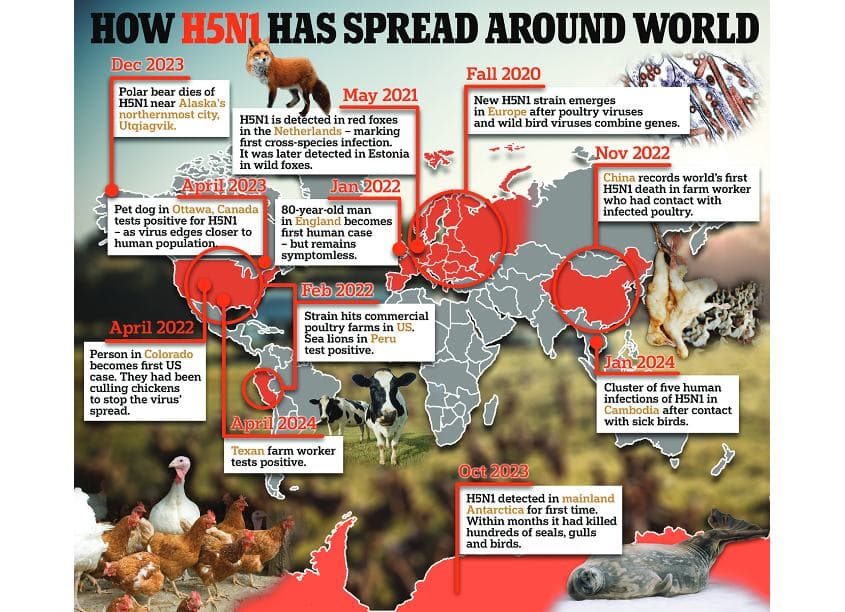 How H5N1 Has Spread Around World Infographic