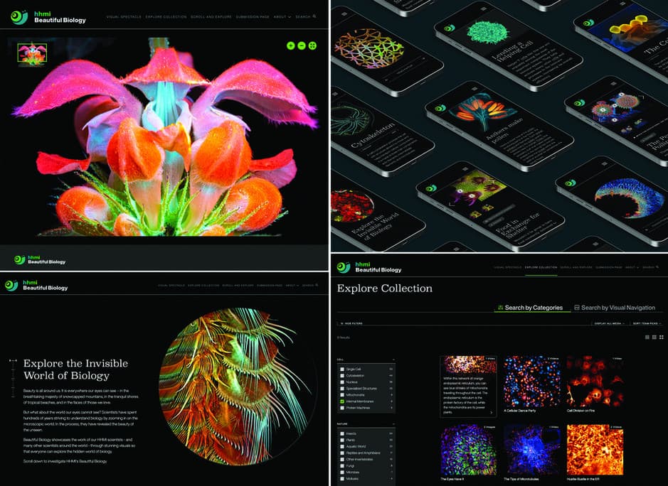 HHMI: Beautiful Biology