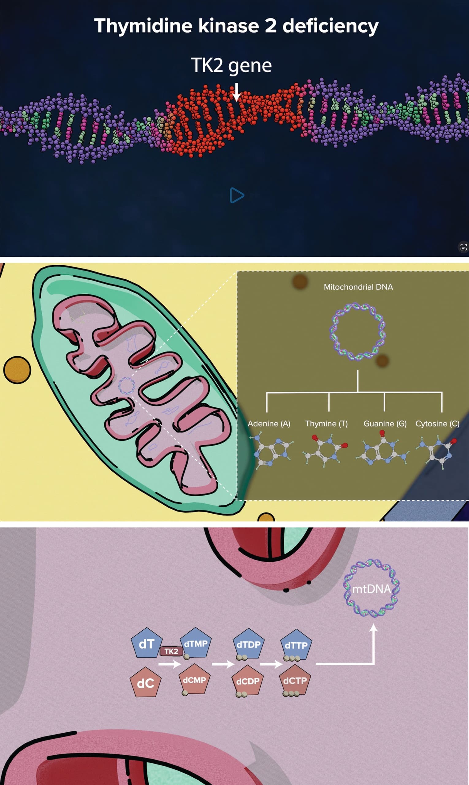 A colorful, animated infographic illustrating Thymidine Kinase 2 deficiency and mitochondrial DNA · Thymidine Kinase 2 Deficiency Video — Motion/Video/Animation design — by MJH Life Sciences — 2026 GDUSA award entry
