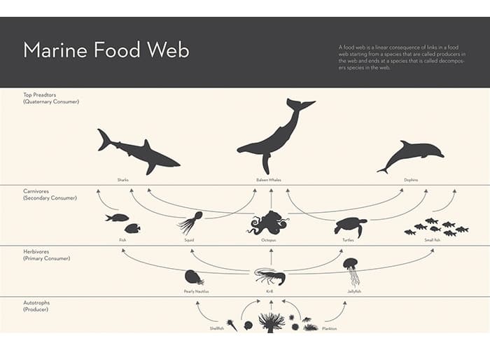Marine Food Chain Infographic Design